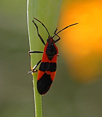 [The back four legs of this six-legged insect are holding the green leaf on which the bug is walking up. The bug has black legs, black antennas, and a black and red body. Each antenna has three segments. The body has a horizontal black stripe in the middle. Below it is a red section which is similar to two triangles touching. The rest of the back end is black. The upper half of the body is red with a black patch.]